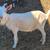 ND Buckling Goat - A Touch of LaMancha 6 thumbnail