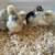 Four Acorns Farm: sexed female chicks, pullets, chickens 1 thumbnail