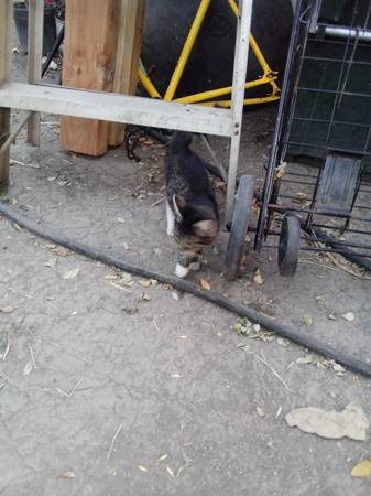 Kitten (North Sacramento)63881395257729124
