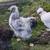 Three 5 month old silkies 1 thumbnail