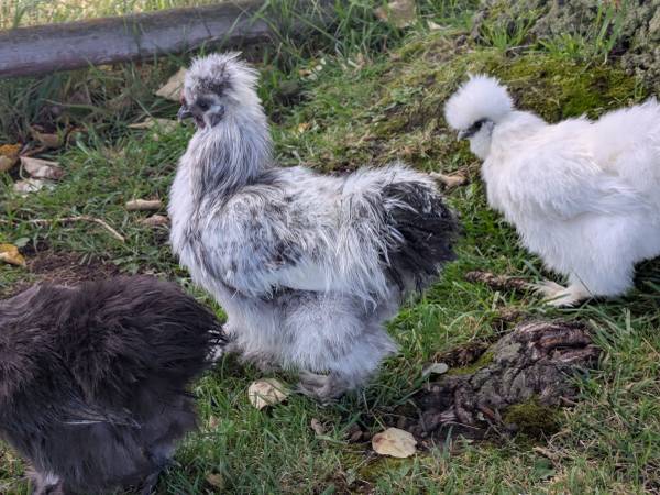 Three 5 month old silkies 1