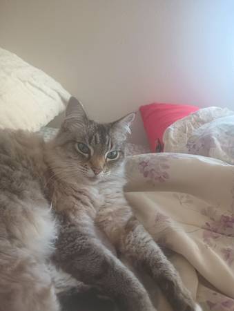 Ragdoll/Siberian mix cats (Richmond)63861571765251124