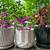 ceramic pots with beauitiful plants 6 thumbnail