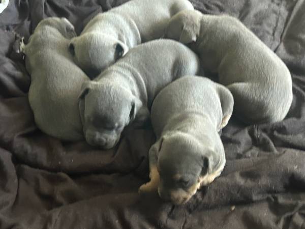 Blue Pitt 1