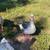 Cotton patch goose 3 thumbnail