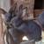 RABBIT HERD REDUCTION 9 thumbnail