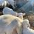 Katahdin Lambs, Ewes, Rams 2 thumbnail
