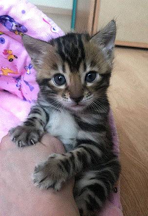 SmartBengalKitty 1