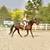 Stunning & Smooth Gaited Draft Crossbred - Rides & Drives 5 thumbnail