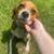 Beagles! 3 thumbnail