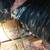 🏠EDGAR Insulation. Pest Control, Handyman, Painting, Concrete, more🏠 22 thumbnail