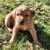 Adorable Pups - Rehoming - Half Golden Lab, Part Heeler. 2 thumbnail