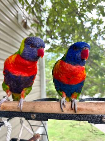 Rainbow lorikeets parrot pair (Newport News)63882942717569124