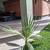 Fan Palms 4 thumbnail