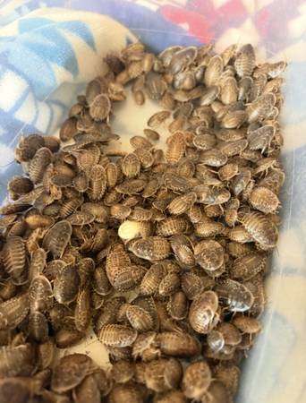 Cucarachas Dubia (Lansing)582695077304094721