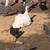 Starter flock 27 ducks read desc 2 thumbnail