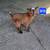 Nigerian Dwarf Bucklings goats 2 thumbnail