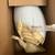 Animated T-Rex Hatching Egg Home Depot Dinosaur 2 thumbnail