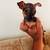 Chihuahua 13 thumbnail