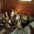 Cinnamon Queen Sex Link Pullets 1 thumbnail