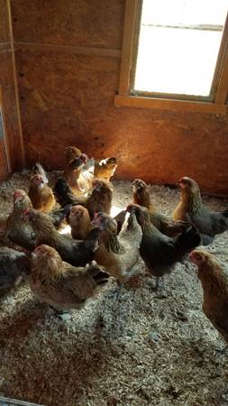 Cinnamon Queen Sex Link Pullets 1