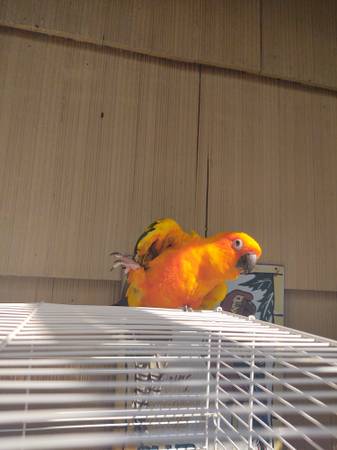 sun conure 1