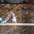 Gouldians 3 thumbnail