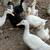 Juvenile Ducks 5 thumbnail