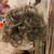 Two curly wigs one light other darker, real hair $30 each. 6 thumbnail