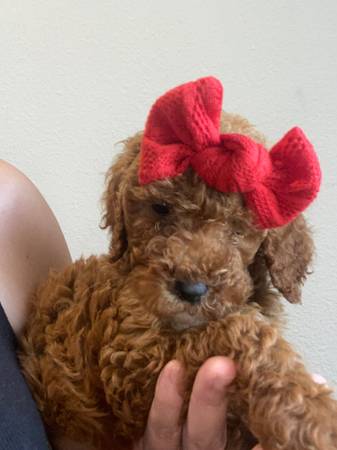 Medium Goldendoodle f1b (Metairie)63904508023170121