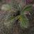 Sago Palm Live Tree Tropical Live Plant 2 thumbnail