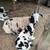 Jacob sheep lambs 7 thumbnail