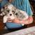 Cavapoo Puppies 12 weeks 2 thumbnail