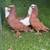 Pigeons for sale 2 thumbnail