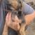 Bloodhounds 1 thumbnail
