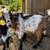 Dwarf Nigerian goats 5 thumbnail