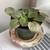 African Violet beautiful plant for your home. 3 thumbnail