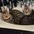 Bengal Kitten for Sale (Female) 4 thumbnail