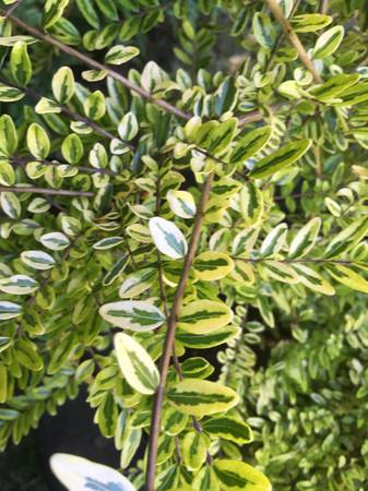 Lonicera Ligustrina Lemon Beauty - $20 (Lake City)63471418782851122