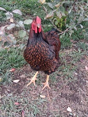 Free rooster 1