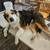 Australian Shepherd/Pitbull mix 10 thumbnail