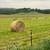 Round Bale Hay 1 thumbnail
