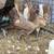 Gamefowl 11 thumbnail