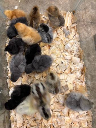 Assorted Bantam Chicks 1