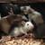 Rats available 6 thumbnail