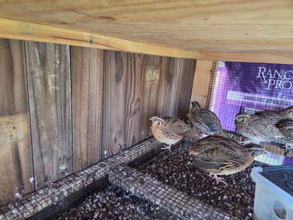 Coturnix quail 1