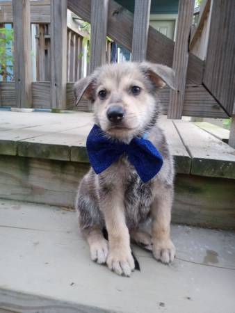 Cachorros de pastor alemán (Conroe Tx.)63859316720515122