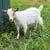 Mixed Breed Goats 2 thumbnail