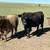 Bred low line cows 3 thumbnail