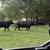 bred cows 6 thumbnail